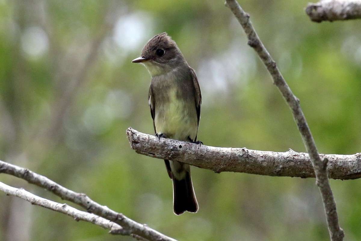 Western Wood-Pewee - ML29361501