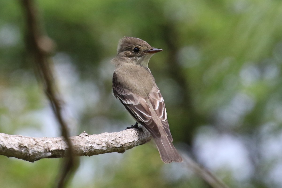 Western Wood-Pewee - ML29361521