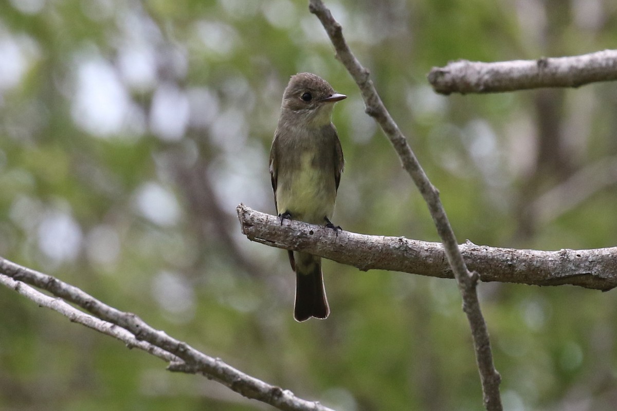 Western Wood-Pewee - ML29361531