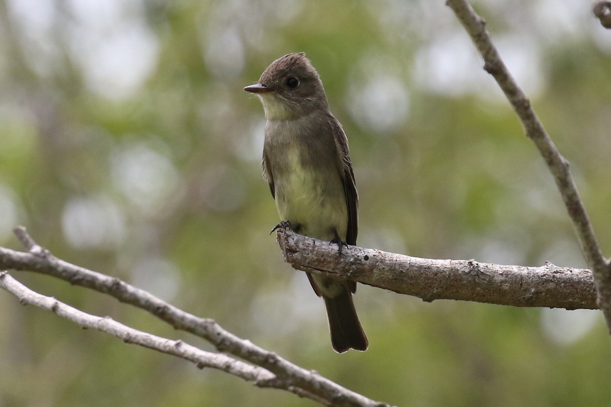 Western Wood-Pewee - ML29361551