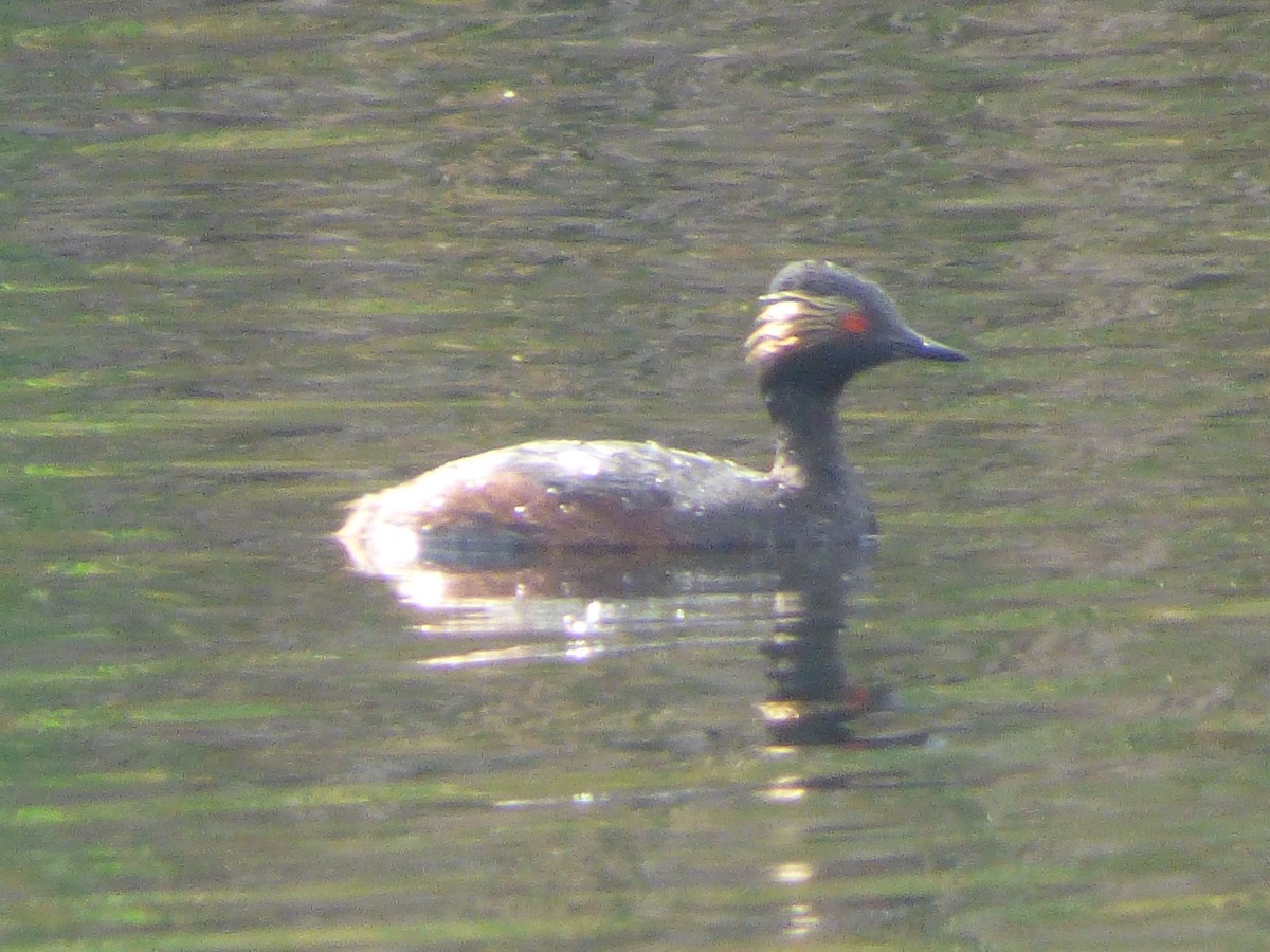 Eared Grebe - ML29361641