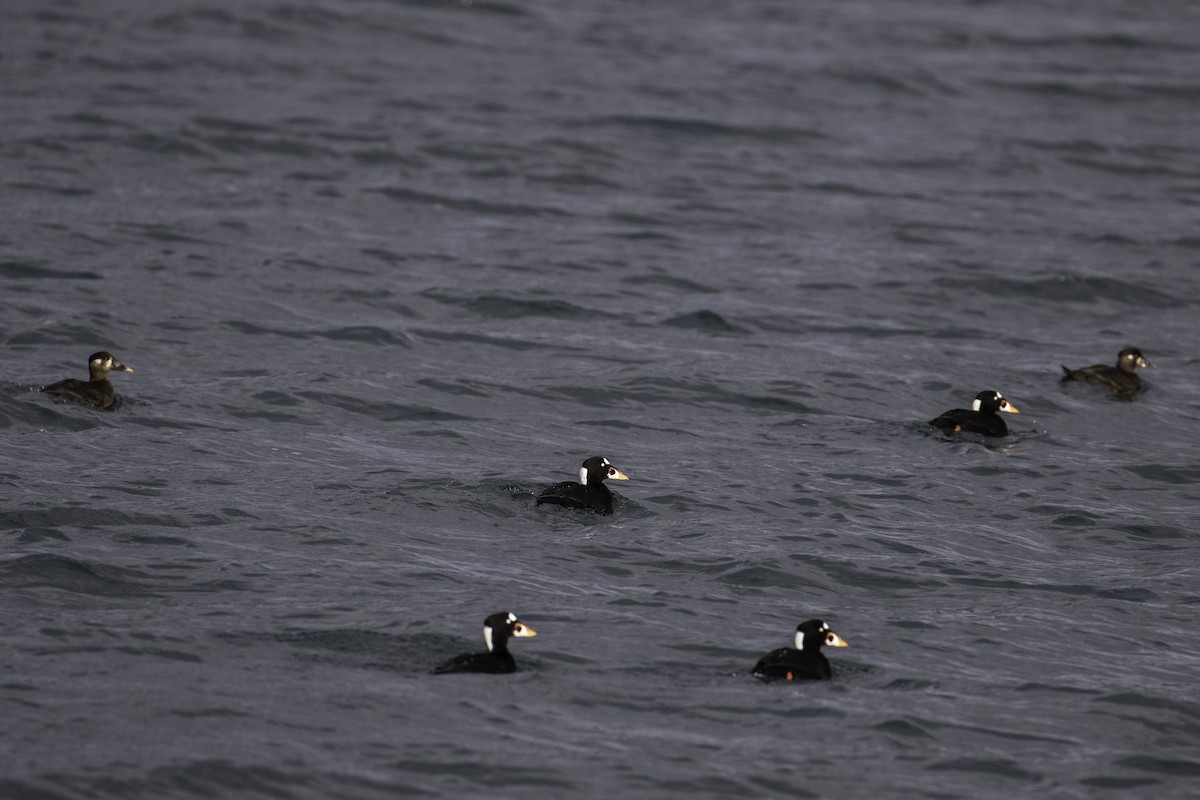 Surf Scoter - ML293616571