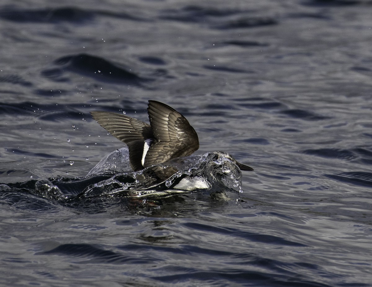 Pigeon Guillemot - ML293616761