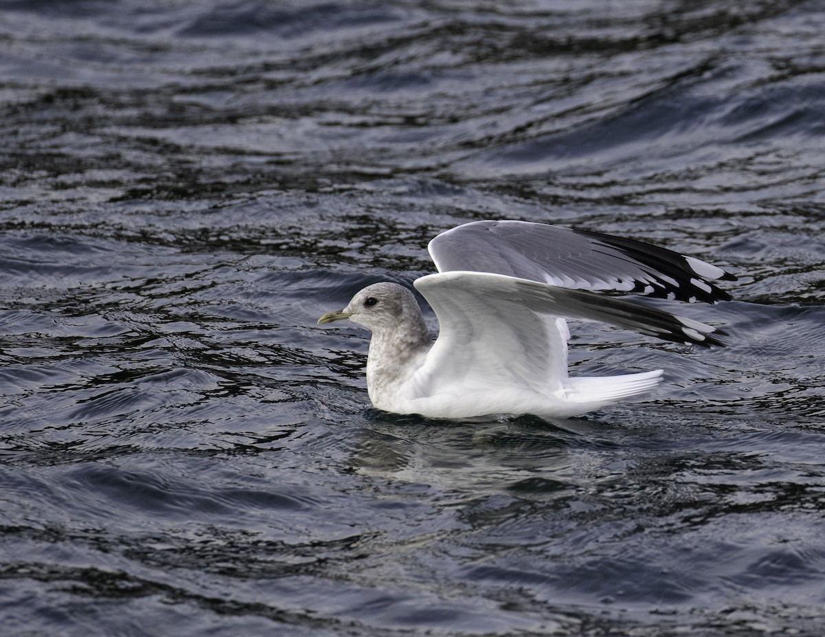 Short-billed Gull - ML293617461