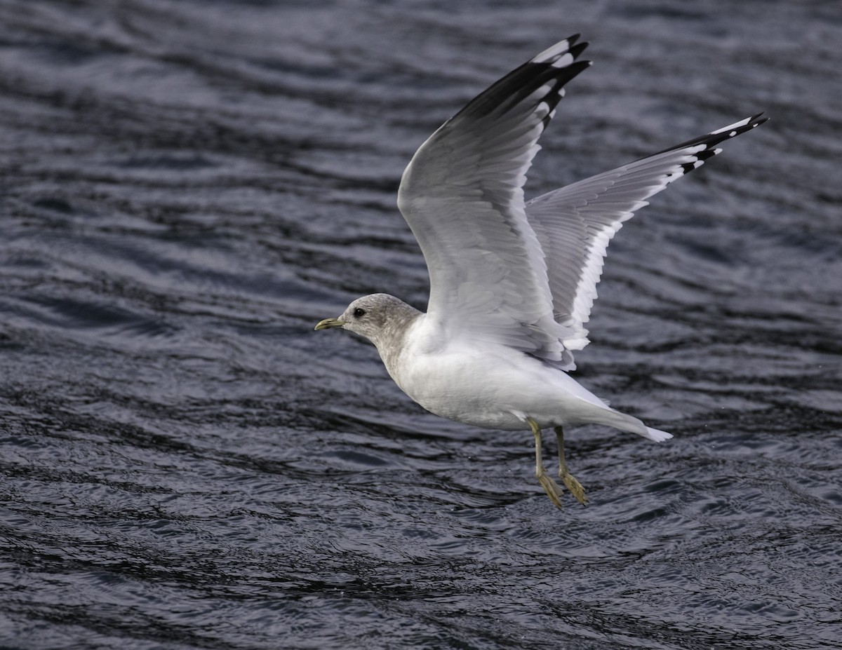 Short-billed Gull - ML293617501