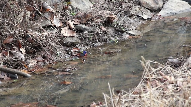 Painted Bunting - ML293617631