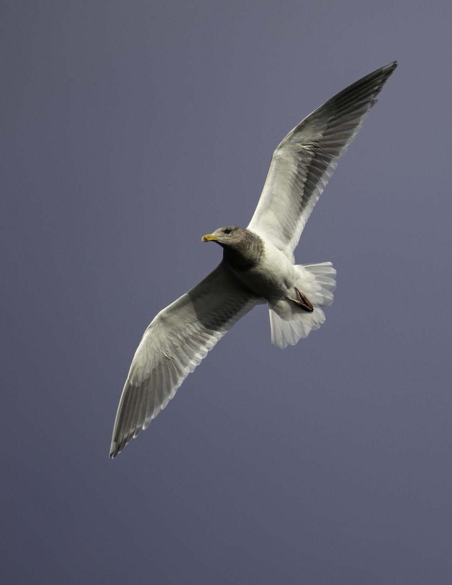 Western x Glaucous-winged Gull (hybrid) - ML293617921