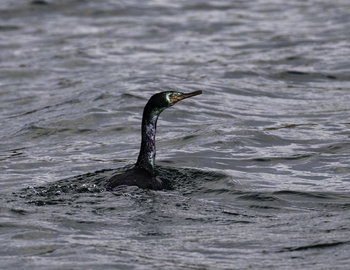 Pelagic Cormorant - ML293618311