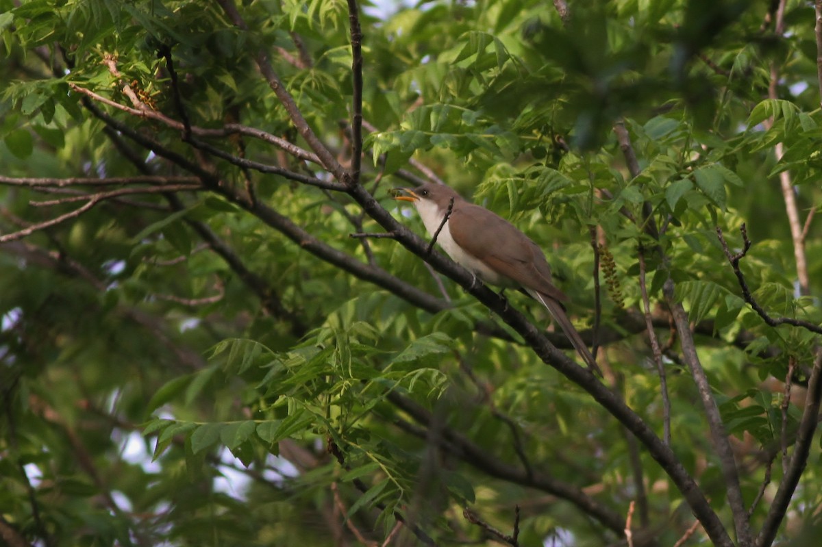 Yellow-billed Cuckoo - ML29361911