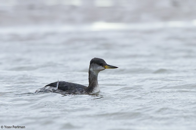 Red-necked Grebe - ML293619811