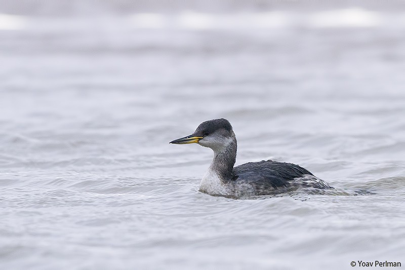Red-necked Grebe - ML293619821