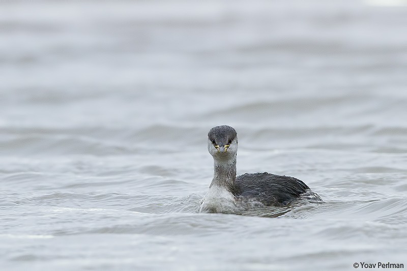 Red-necked Grebe - ML293619831