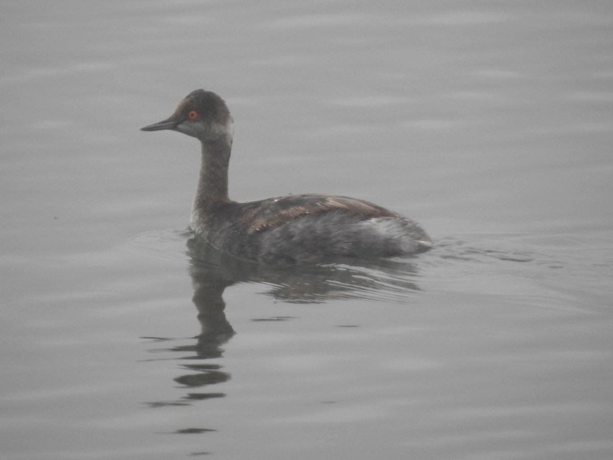 Eared Grebe - bob butler