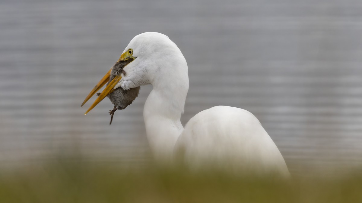 Great Egret - ML293624471