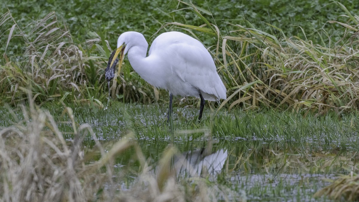 Great Egret - ML293625321