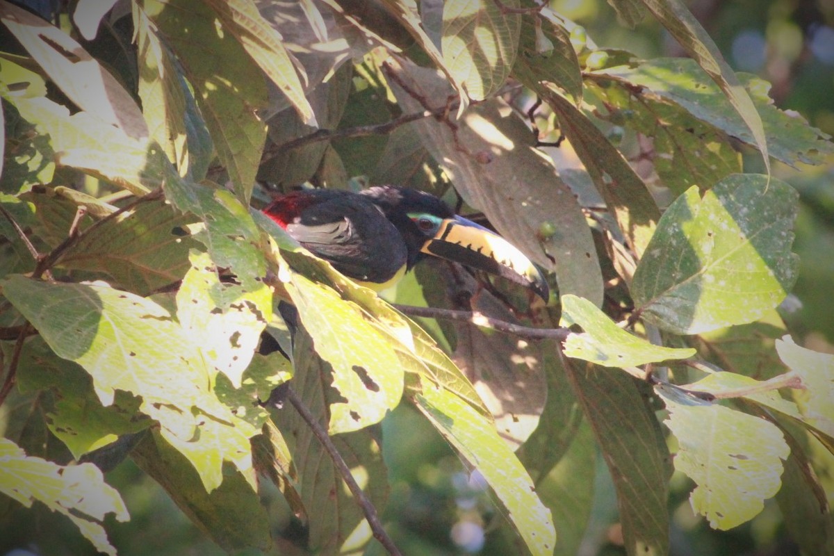 Araçari marqué - ML293625761