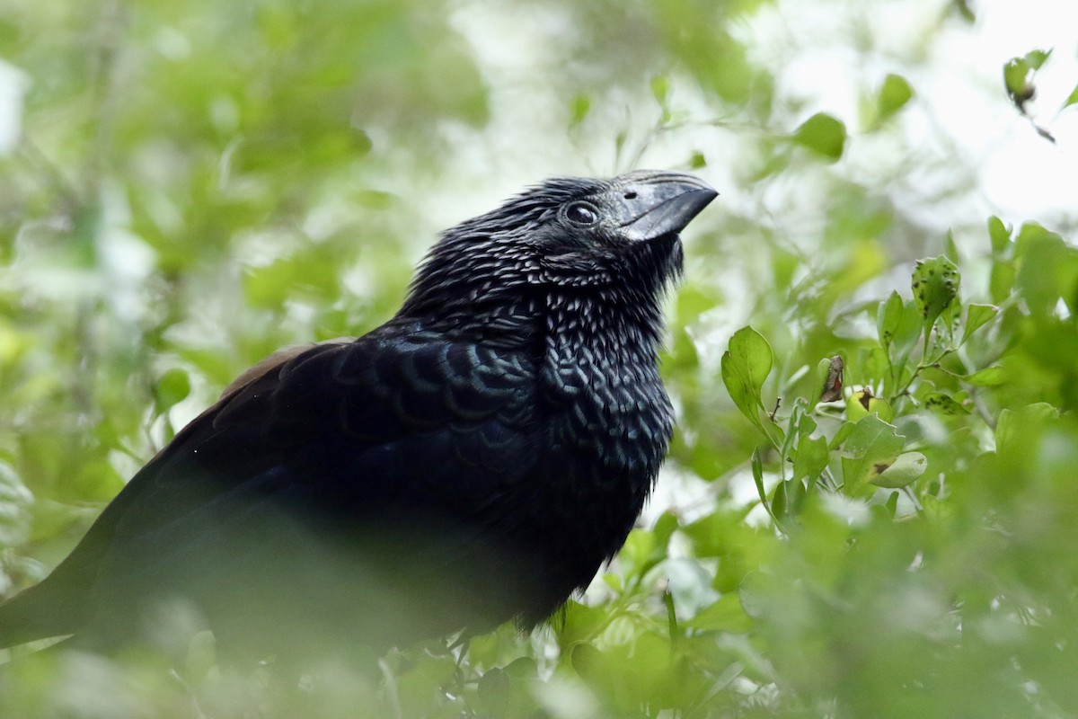 Groove-billed Ani - Adeline Dauer