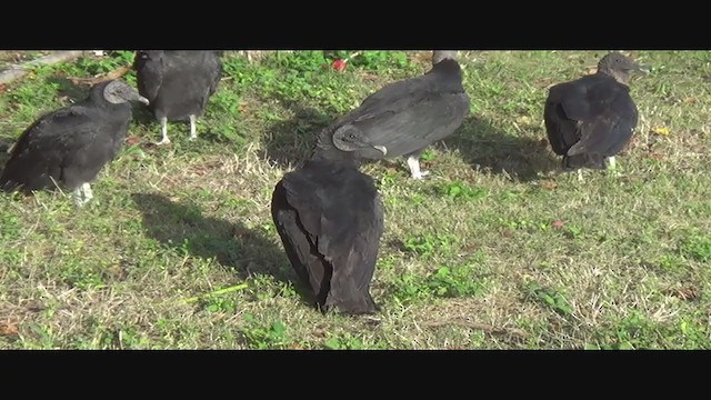 Black Vulture - ML293629661