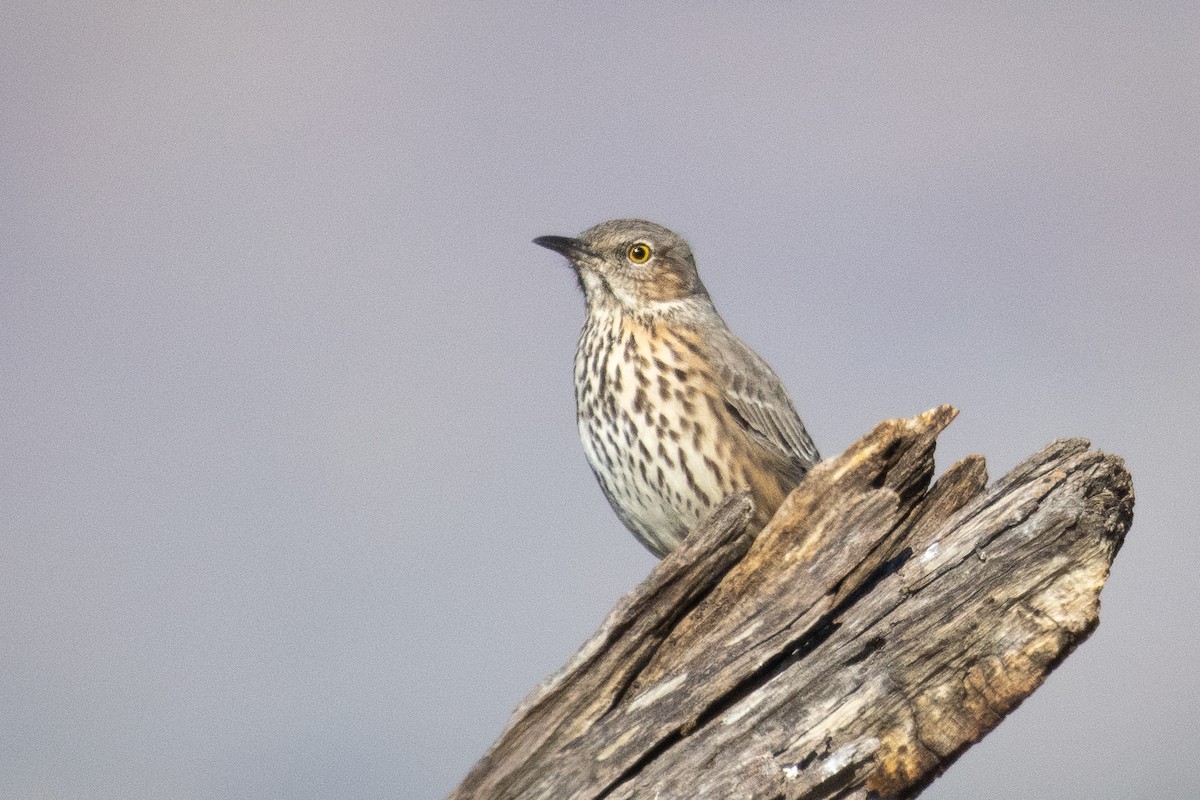 Sage Thrasher - Adam Jackson