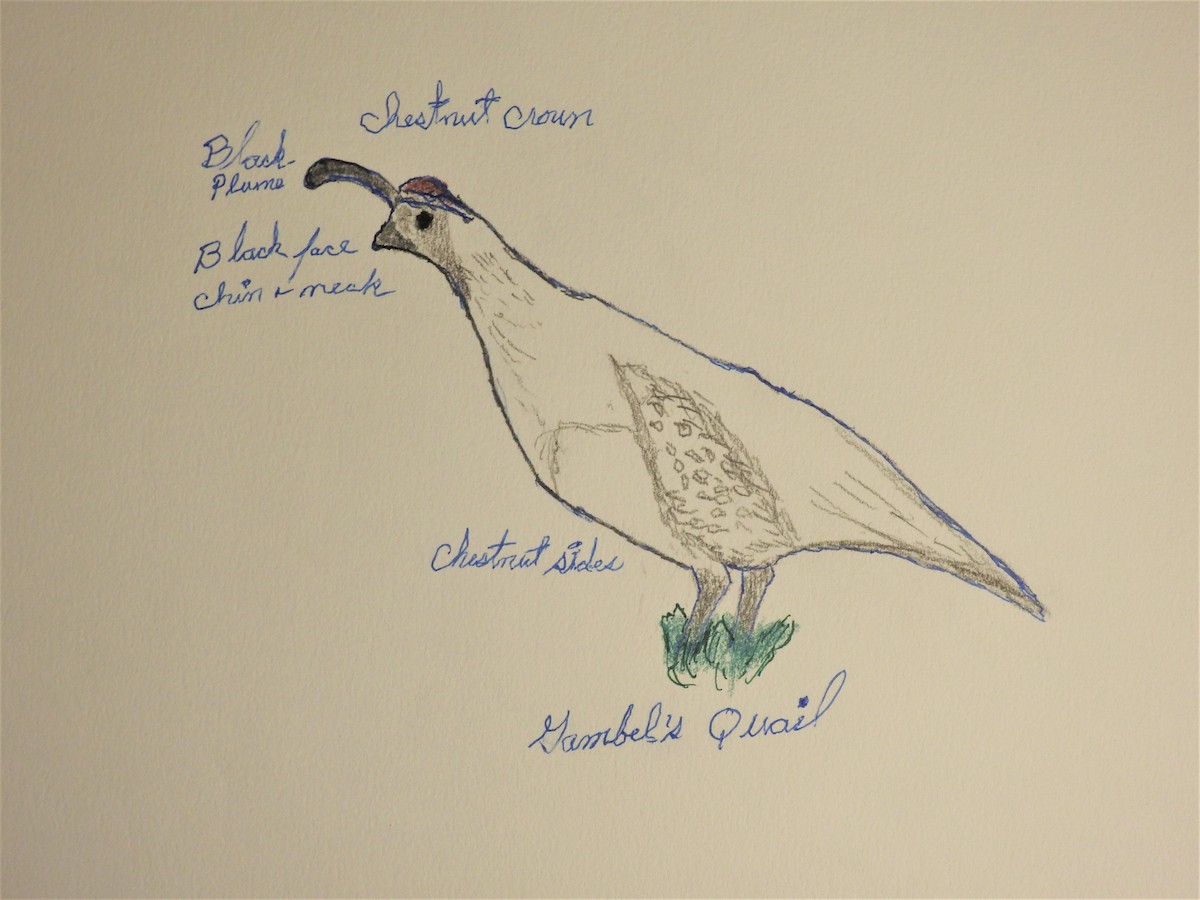 Gambel's Quail - ML293631251