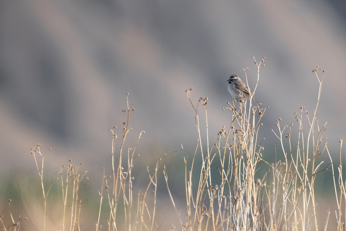 Black-throated Sparrow - ML293633151