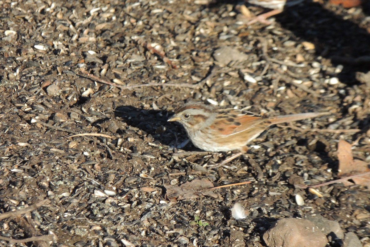 Swamp Sparrow - ML293633201