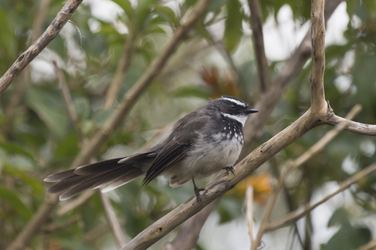 Spot-breasted Fantail - ML293633781