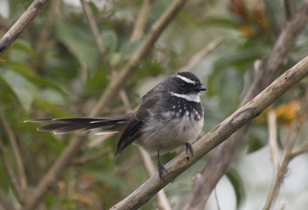 Spot-breasted Fantail - ML293634051