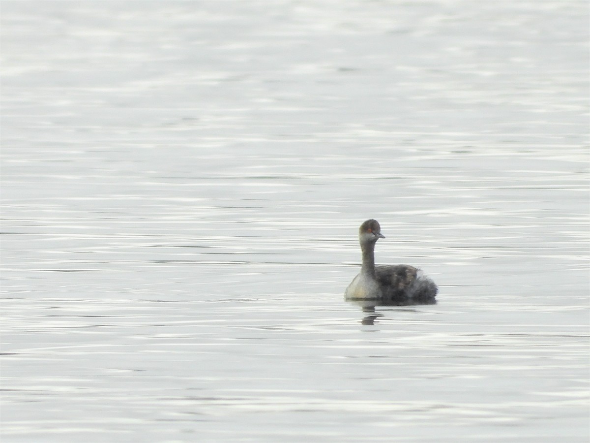 Eared Grebe - Joe and Liz Dunkleman