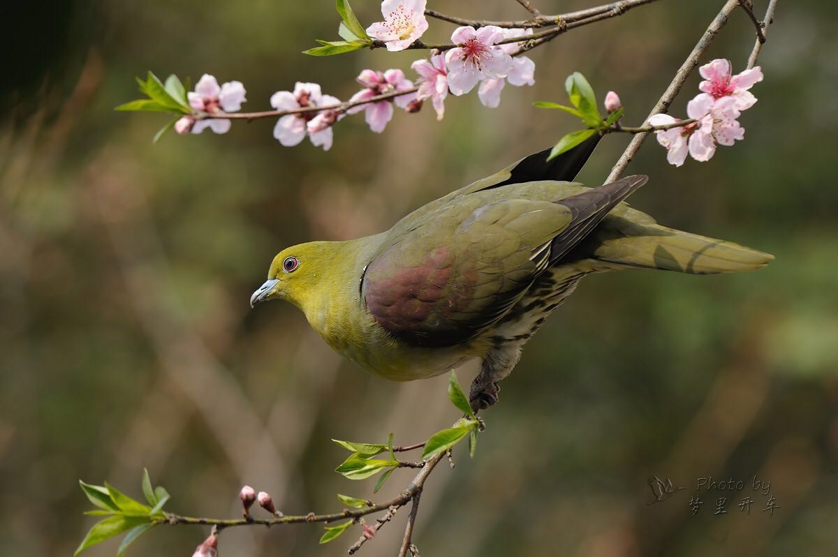 White-bellied Green-Pigeon - ML29363941