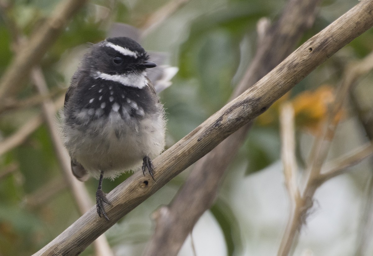 Spot-breasted Fantail - ML293639571