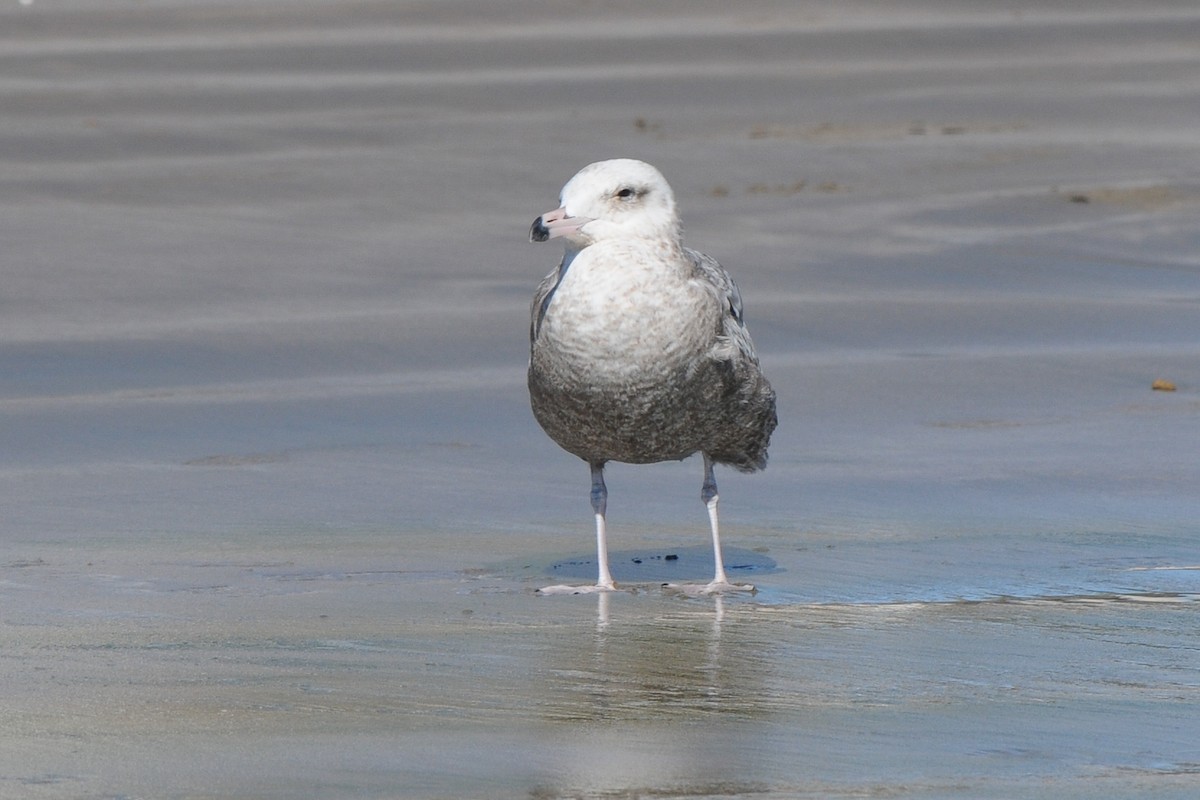 Gaviota Argéntea - ML293641031