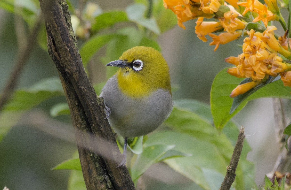 Indian White-eye - ML293643811