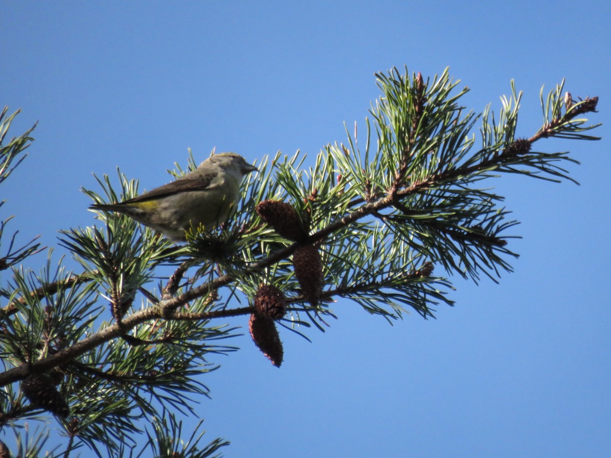Red Crossbill - Janet Crawford