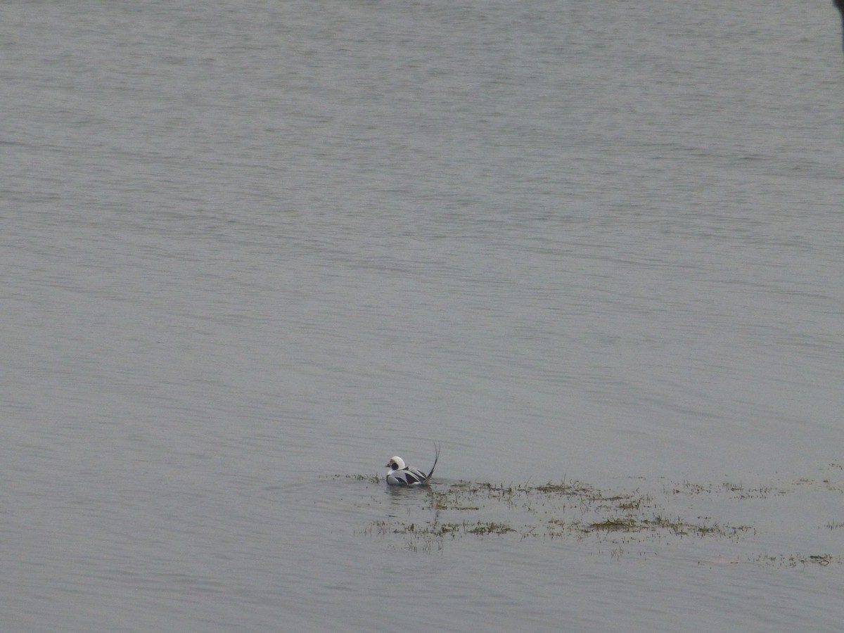 Long-tailed Duck - ML293645581