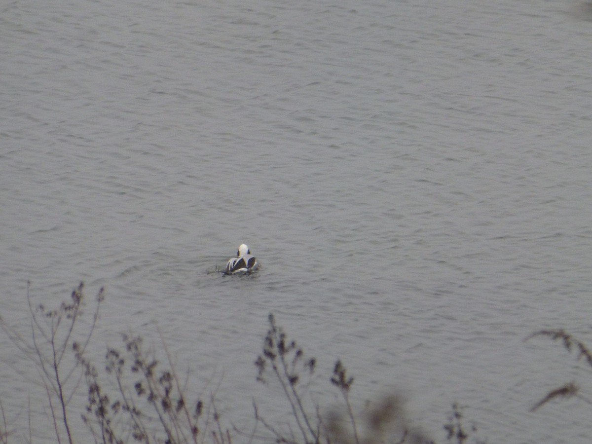 Long-tailed Duck - ML293645711