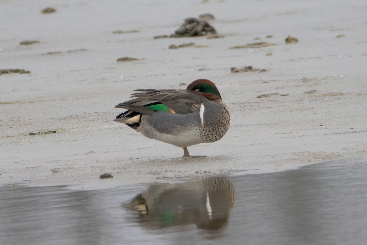 Green-winged Teal - Sue Barth