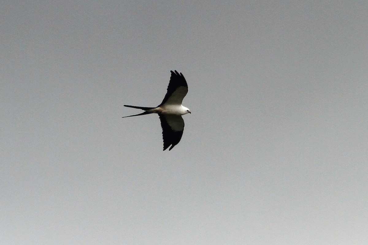 Swallow-tailed Kite - ML293648011