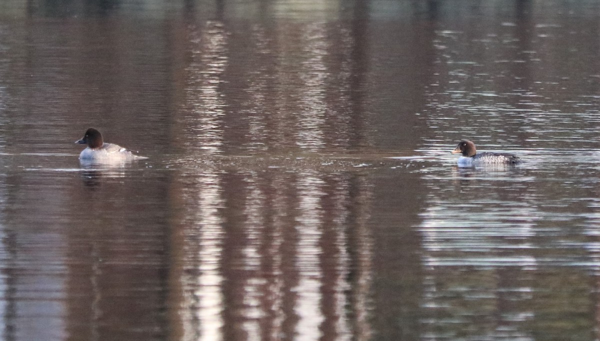 Barrow's Goldeneye - ML293648601