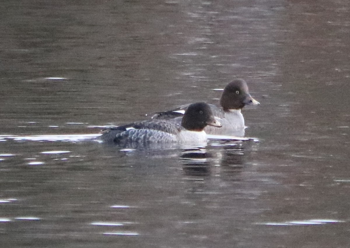 Barrow's Goldeneye - Lisa Manzi