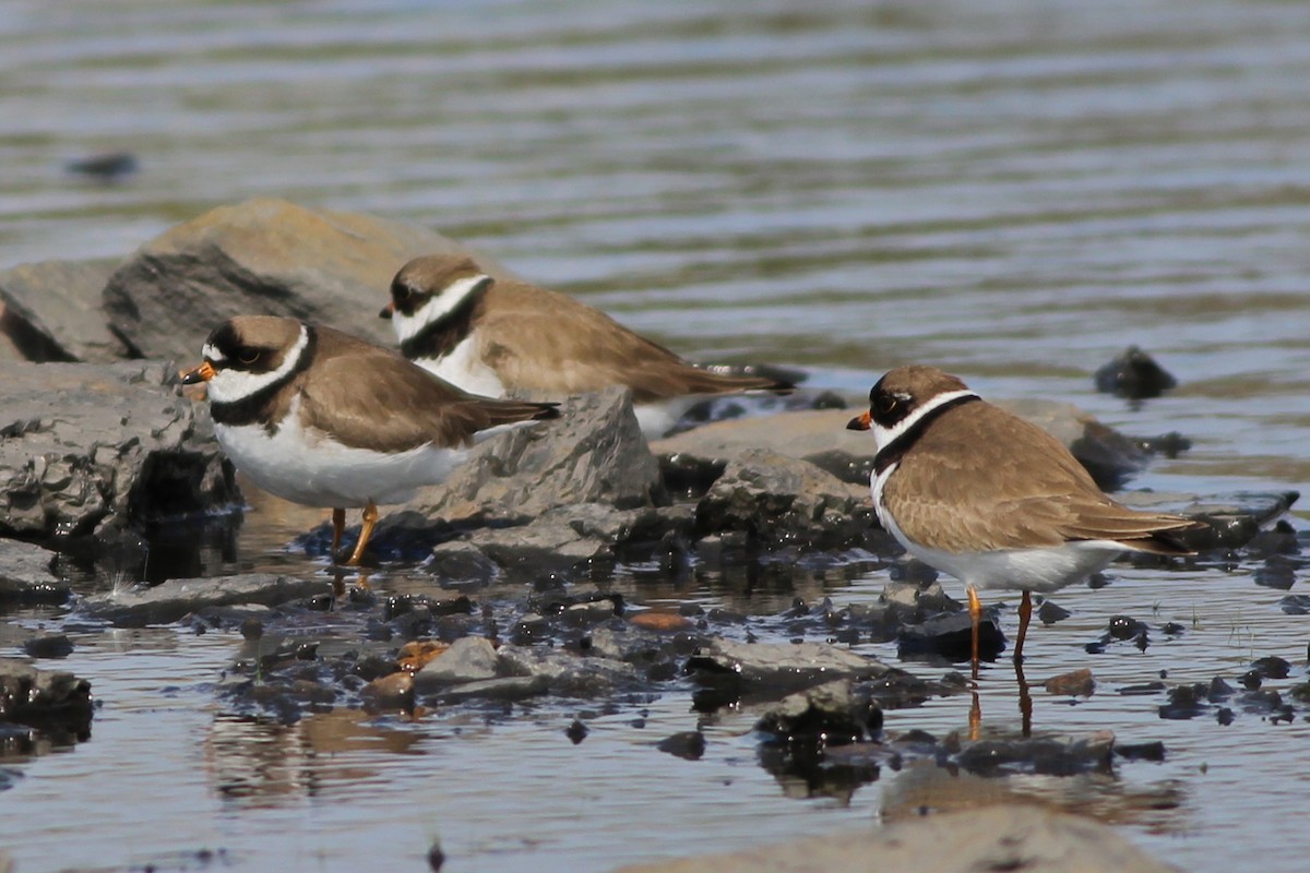 Semipalmated Plover - ML29364881