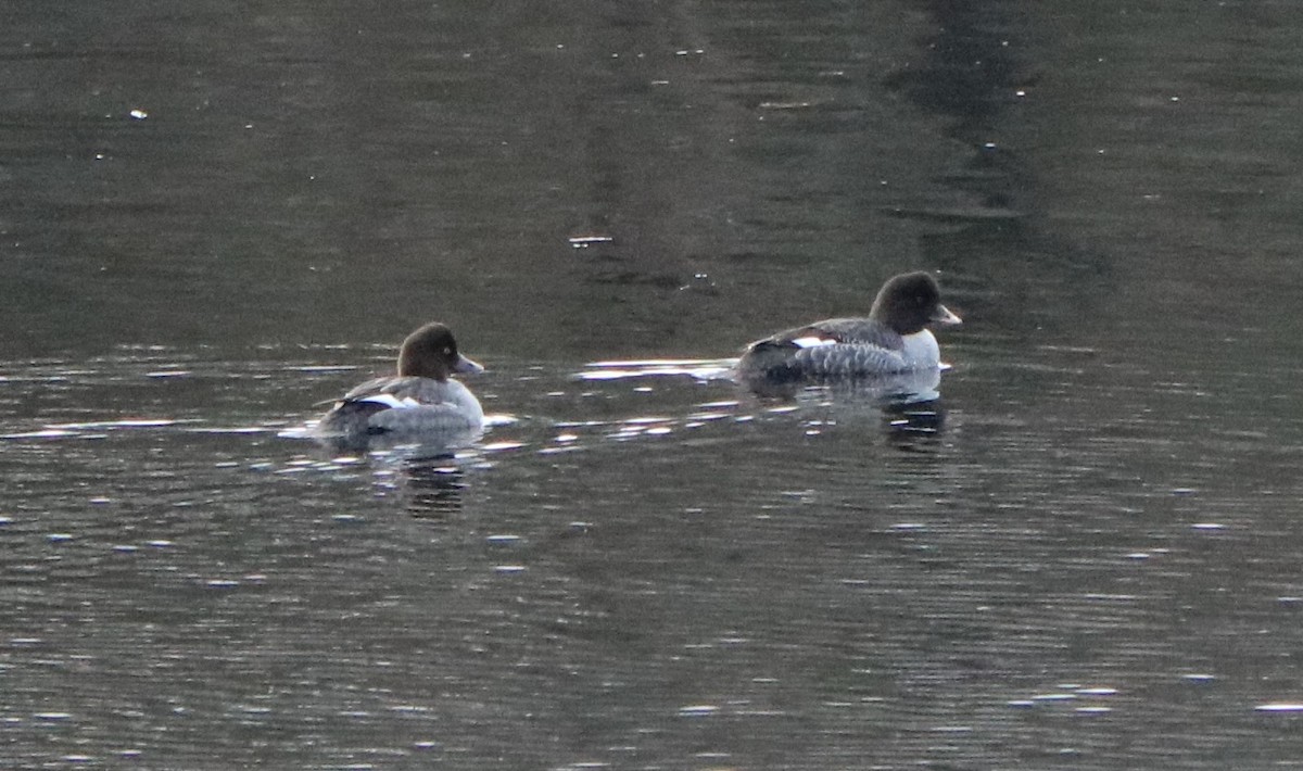 Barrow's Goldeneye - Lisa Manzi