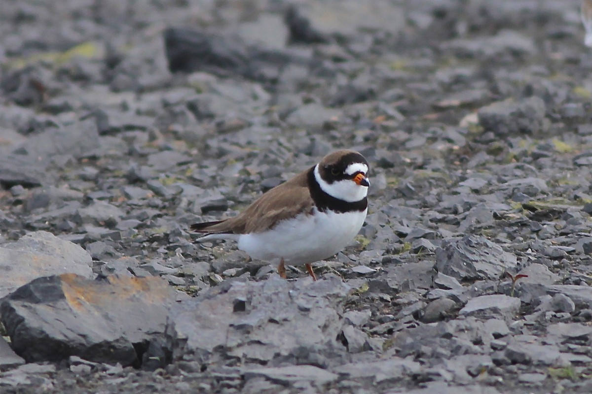 Semipalmated Plover - ML29364891