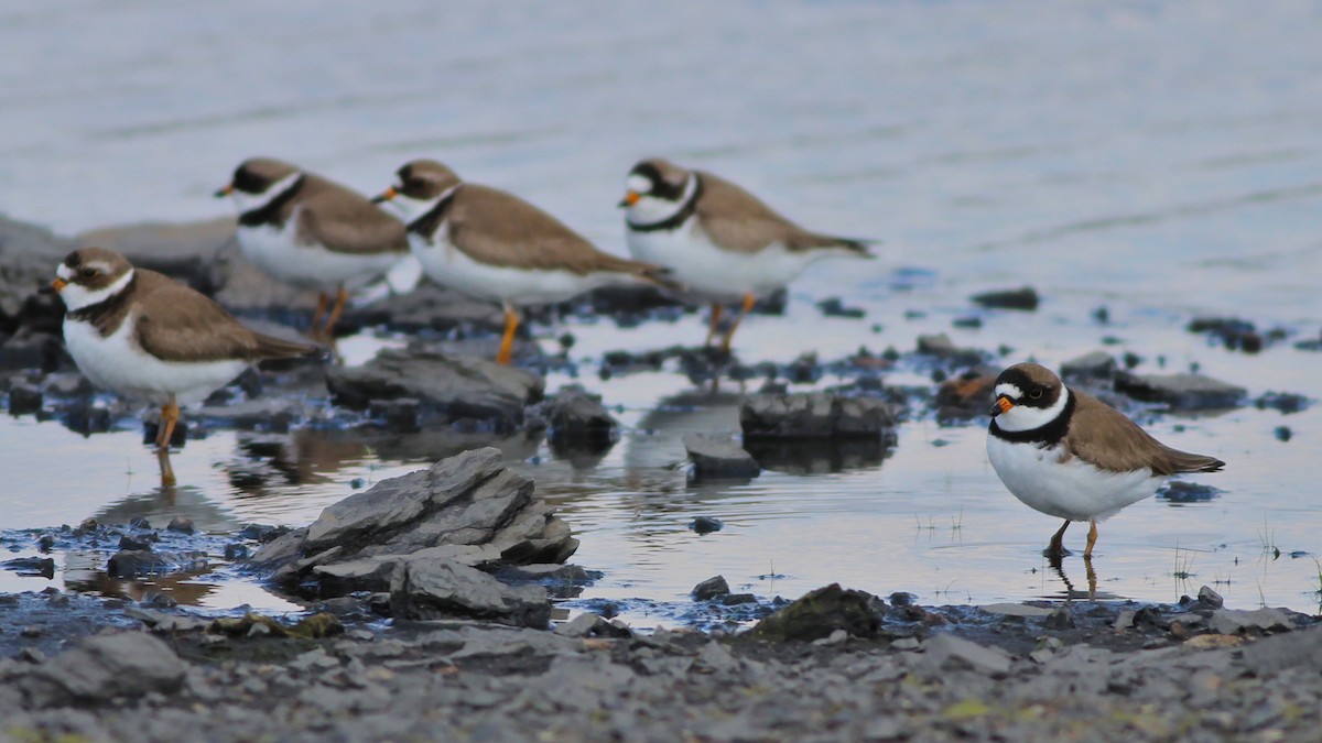 Semipalmated Plover - ML29364901