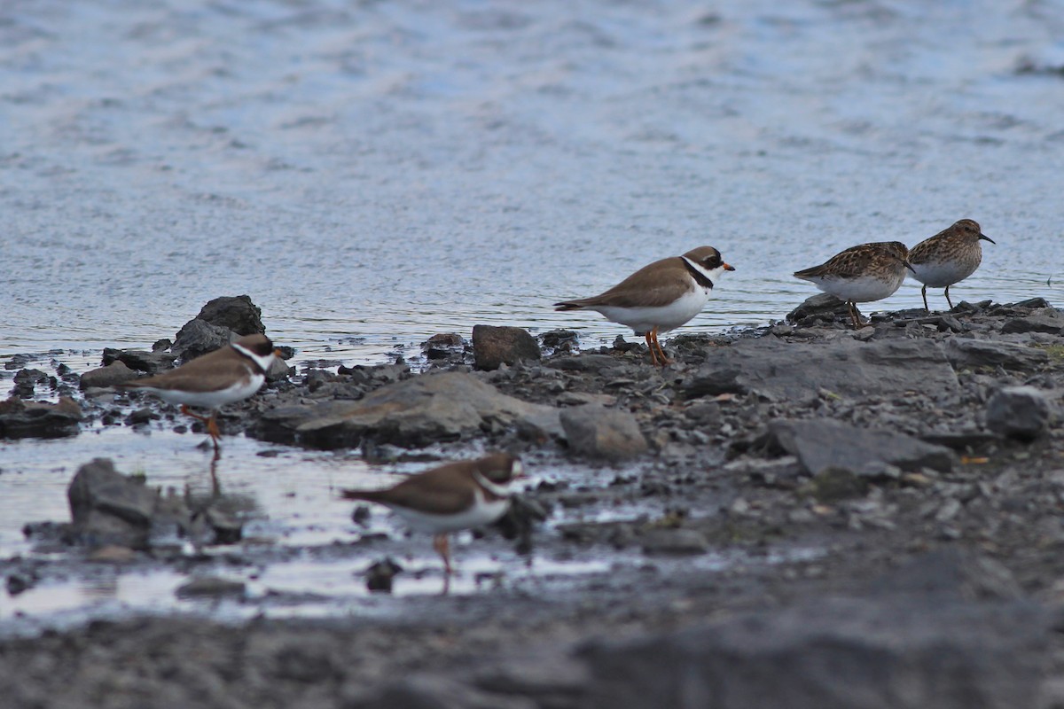 Semipalmated Plover - ML29364911