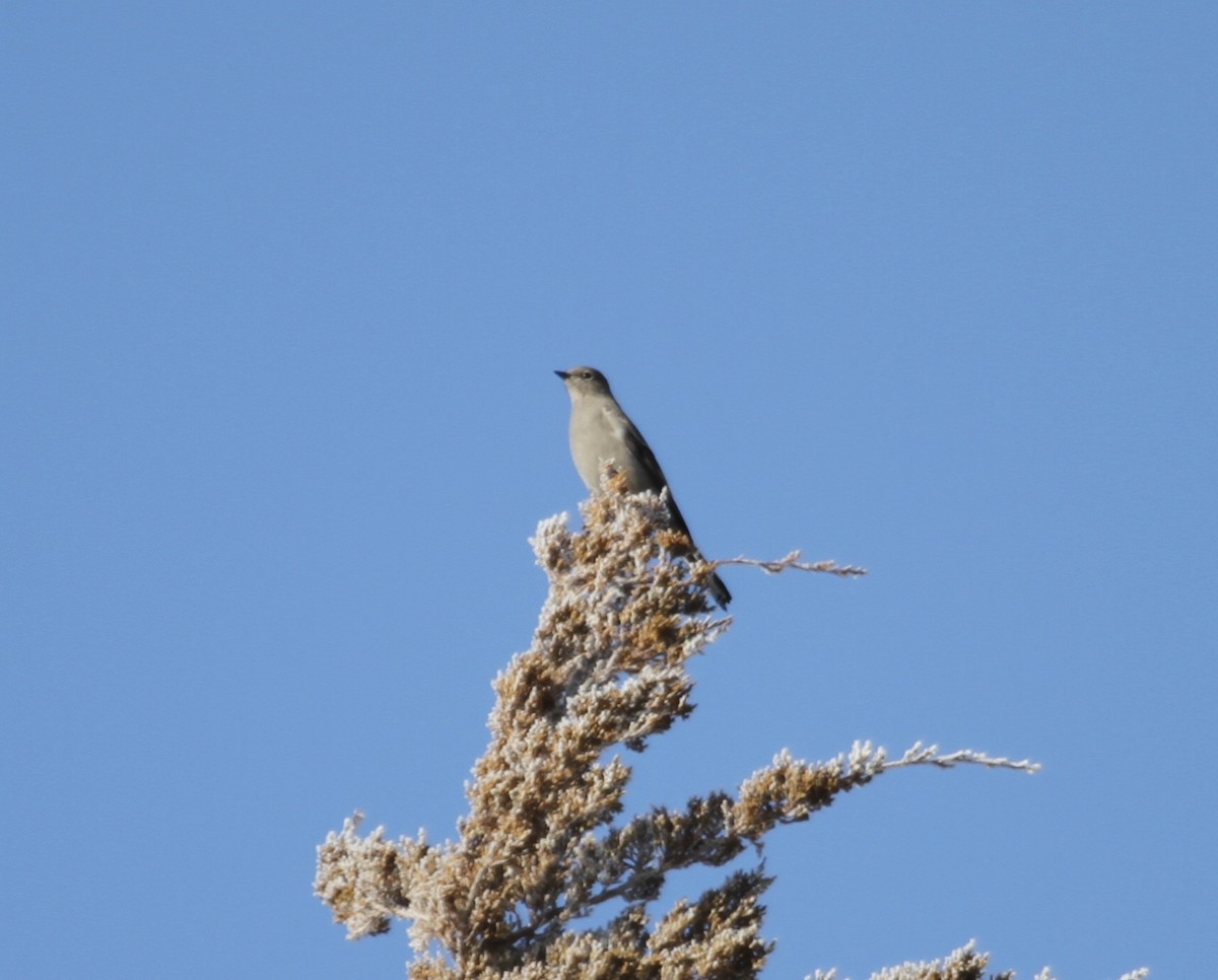 Townsend's Solitaire - ML293651151