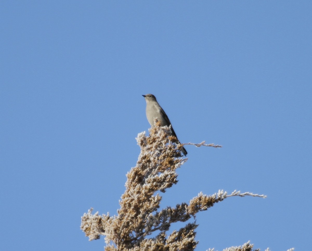 Townsend's Solitaire - ML293651151