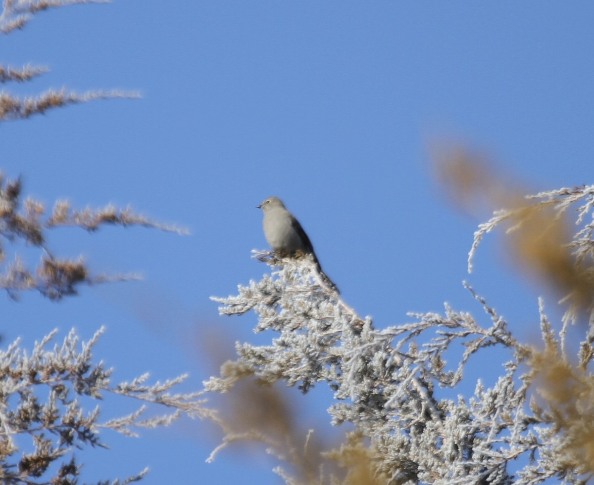 Townsend's Solitaire - ML293651161