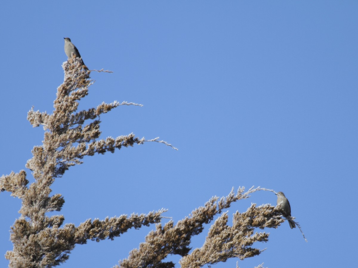 Townsend's Solitaire - ML293651201