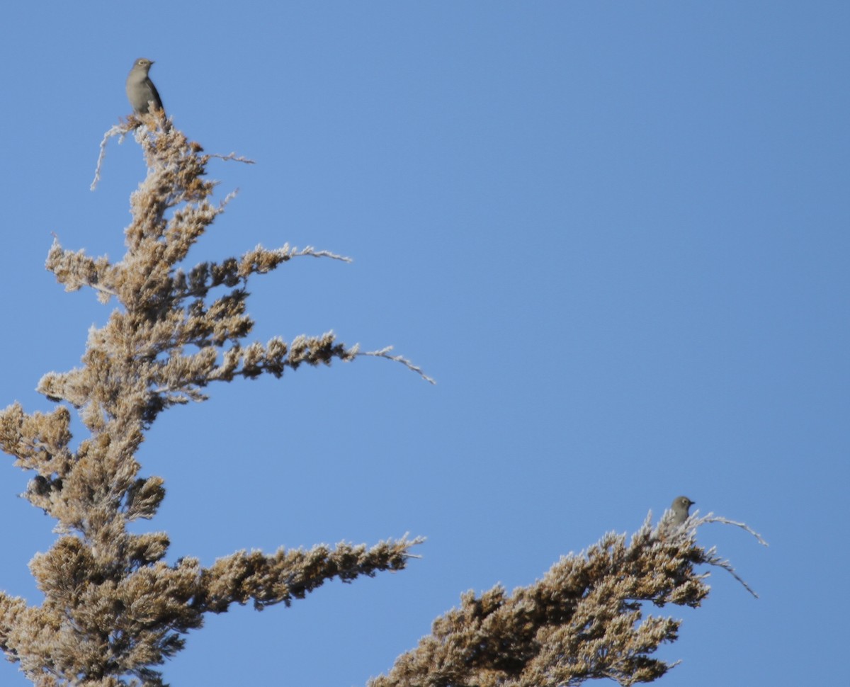 Townsend's Solitaire - ML293651211